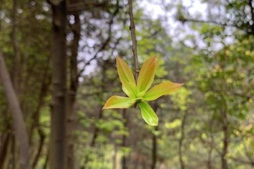 一起“森”呼吸，这个免费森林公园，快去打卡！