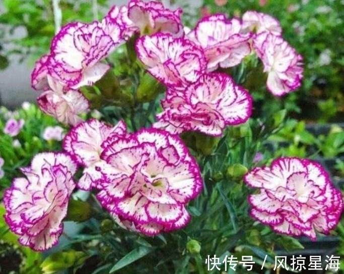 家里养此款花卉，便宜又好养，花美色艳，花儿轻松开爆盆