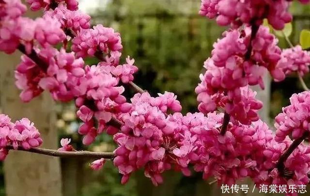 卧室養花不了解這些,隨意盆栽可能會引發失眠、沒精神、一身病