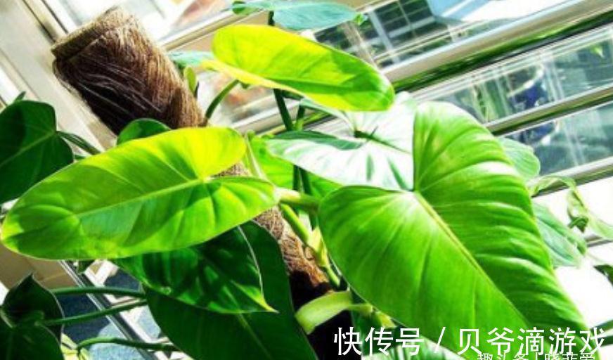 适合客厅养的“6种花”,一个比一个好养,一个比一个好看