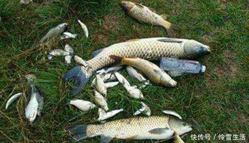 截口|钓不同的鱼,用不同的浮漂,浮漂如何选用?看看老钓友怎么说