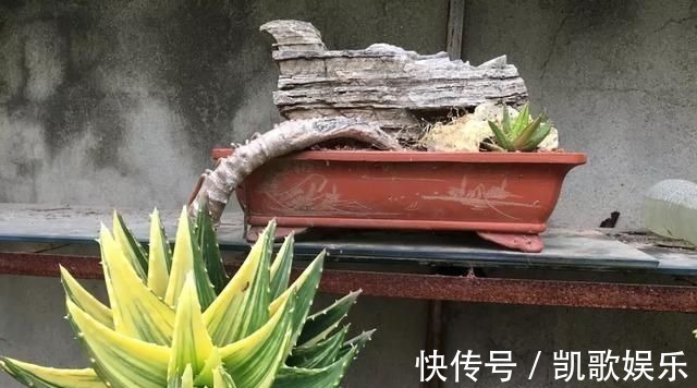 浇水|10年芦荟老桩,做成盆景超级好看,观赏价值特别高