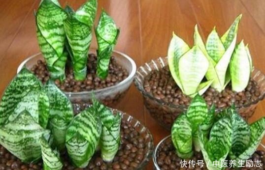 养花必备“3种肥”,啥花都能用,每月花盆撒一点,嗖嗖爆盆!