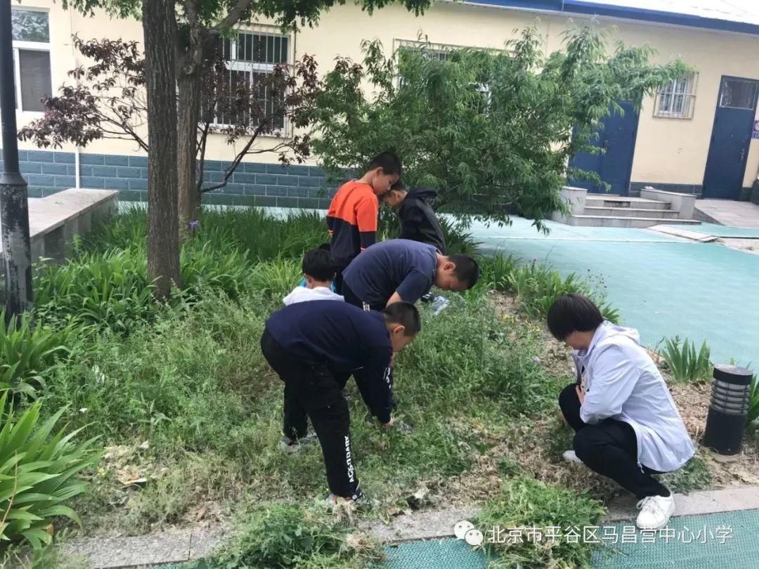 孟泰|劳动最光荣——马昌营中心小学劳动教育周活动