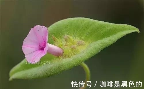 奇花|奇花、奇花、奇花、罕见奇花,赶快打开欣赏吧