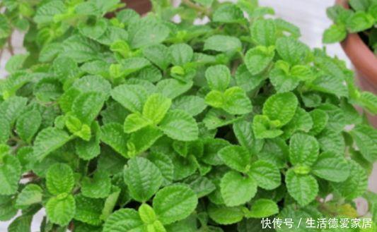 吸毒草吸毒草|3种花很耐养,沾土就能活,浇水就疯长,夏季也能疯长不停