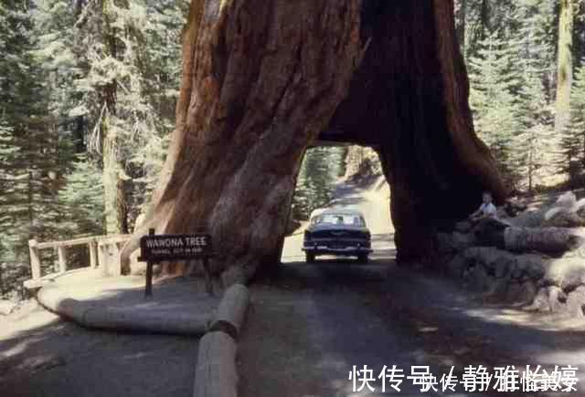 黑酸枝木|世界上最贵的木材:1公斤上万元,不识货的拿它当柴烧,你家有吗