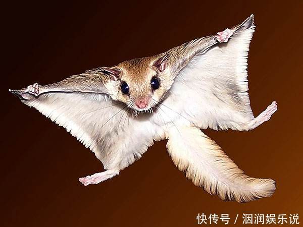 不会飞的动物也想“飞”那些向往飞行的动物学会的第一个“技能”
