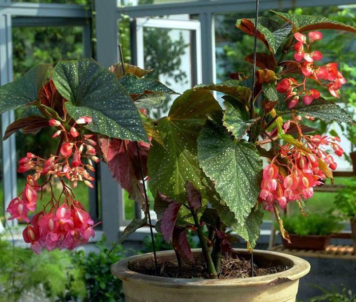 百闻不如一见,这5种植物很特别,一起欣赏吧