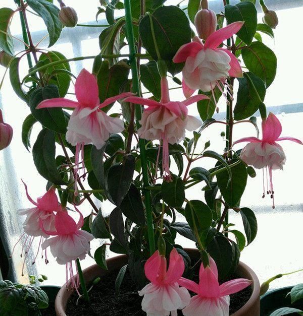 绿萝|别养绿萝多肉了,这种花漂亮又好养,四季开花不断,盆栽养花选它