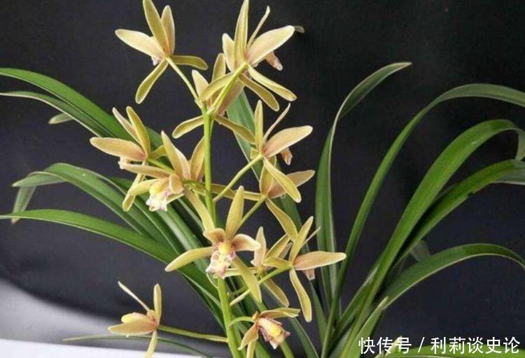 冬天可以养此几款花卉，风吹开花旺，娇艳欲滴，花色繁多易爆盆