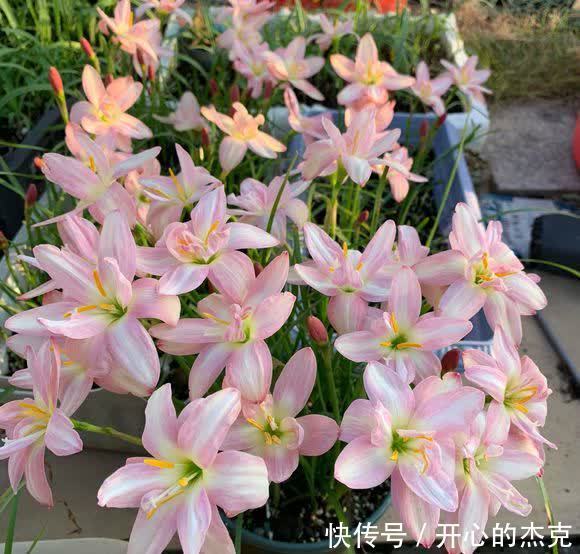 这些漂亮花要“控制”养,勤快人容易养成“秃子”,懒人养的棒