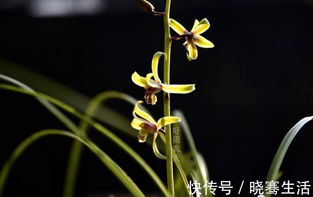 这样的兰花,无论怎么施肥都不开花,磷酸二氢钾也不行