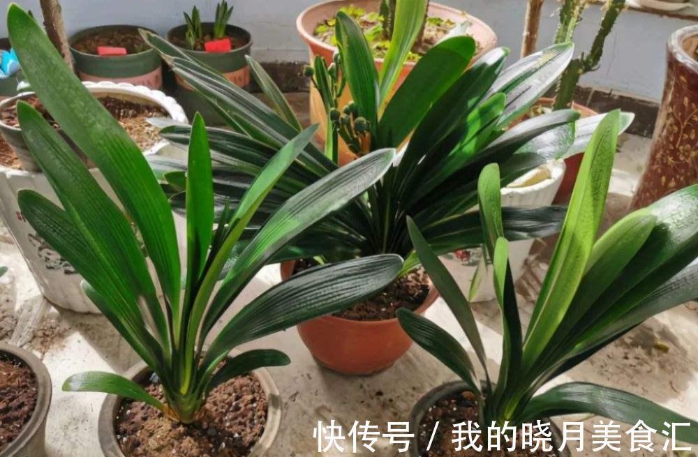 十种健康花,适合现在养,人养花花亦养人,越养空气越“干净”