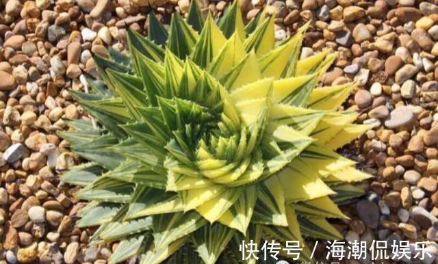 女王|一盆芦荟1万多,一棵能长50年,越老越值钱,你见过芦荟女王吗