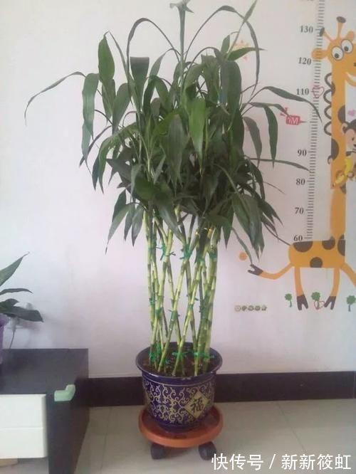 旺财|6种花镇宅旺财,净空气促健康,养过的都说“值得”!