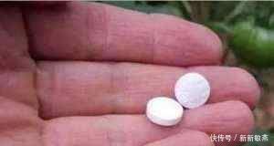 药剂|君子兰蔫了别扔,丢个小药片,呼呼冒出大白根,重新根壮叶油绿