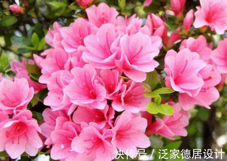 家养|从9月15日开始，家养此款花卉，扔到阳台，嗖嗖冒花苞，超美