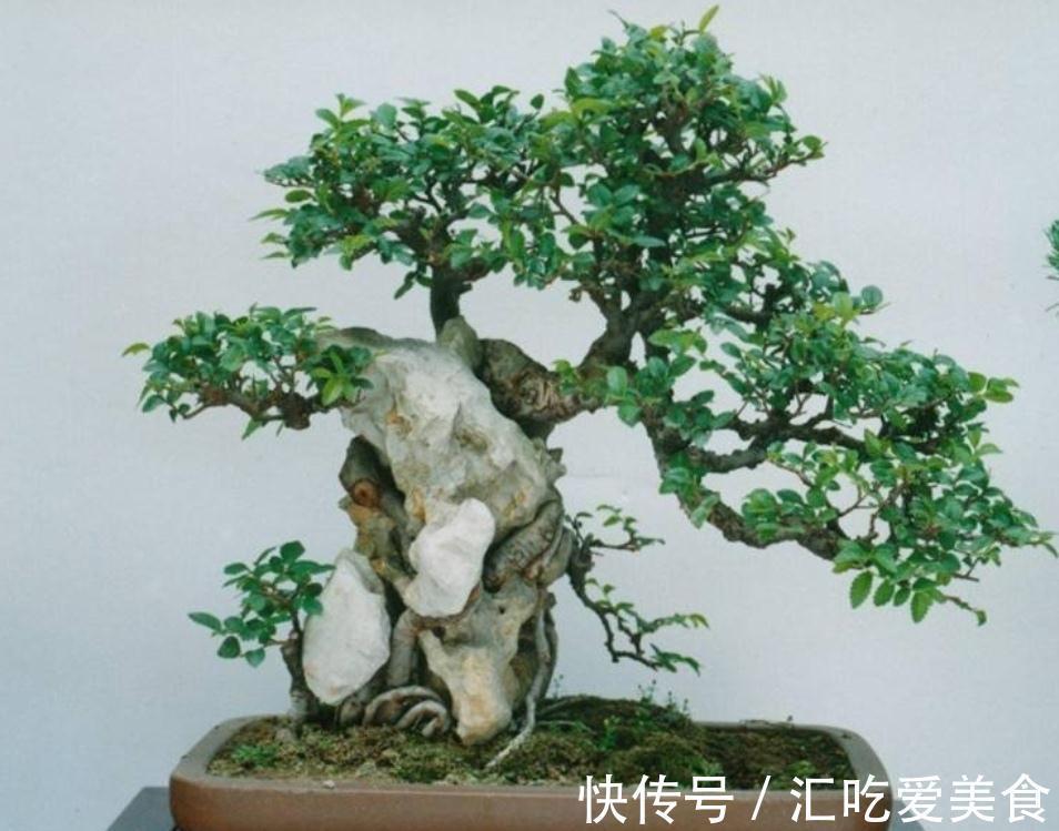 农村常的3种“疙瘩树”,树桩古朴苍劲,适合做成盆景观赏