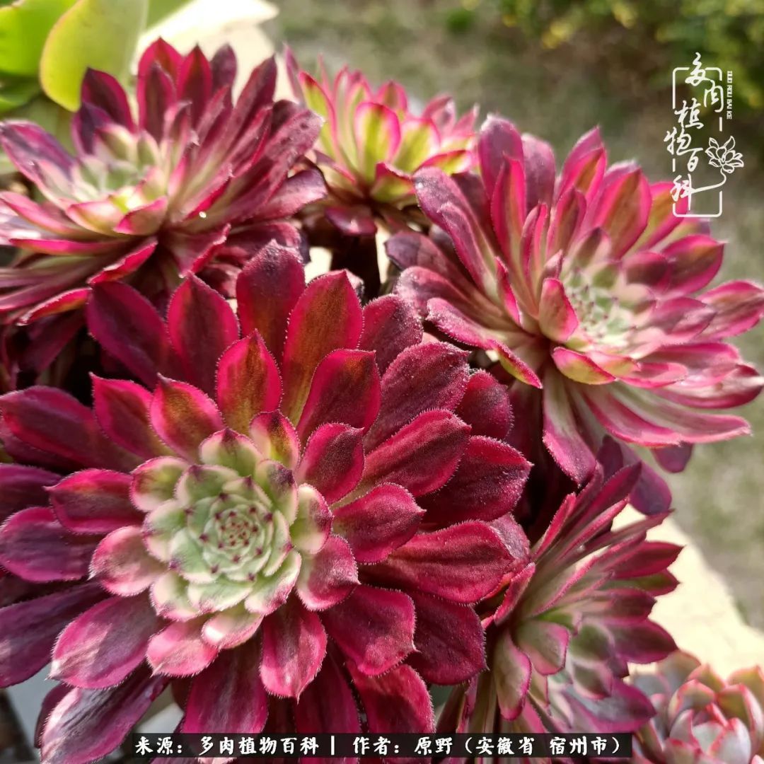揭秘那些干净又温暖的多肉照片从哪里来