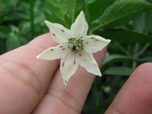 紧急提醒！近期尽量别穿这种颜色的衣服出门！