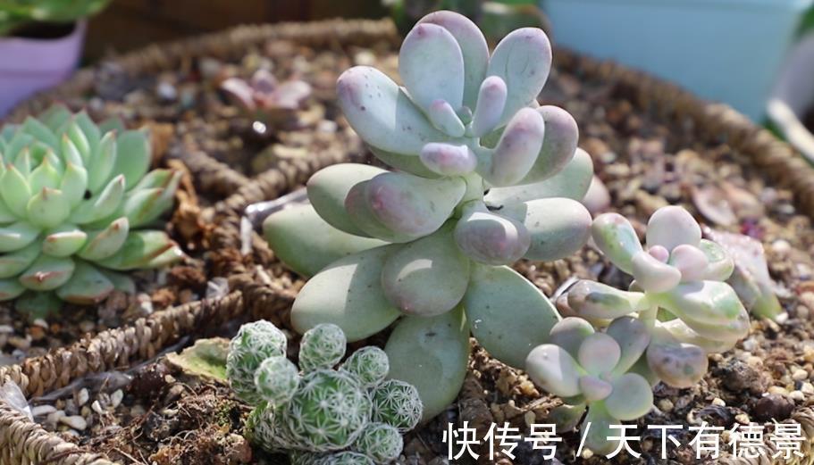 盆栽|夏季盆栽多肉,叶子干瘪褶皱?内行人才知道原因不止是缺水