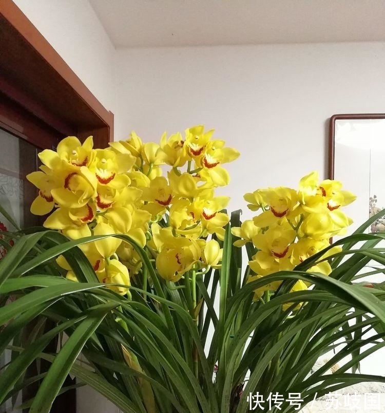 阳台养花就选“4种”,个个好养、开爆盆,花色艳丽灿烂无双