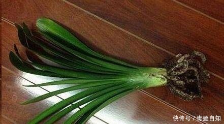 君子兰养了好几年,就是不开花,用了这个小技巧,一下开了几十朵!