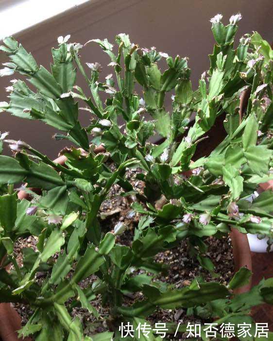 蟹爪兰“半死不活”蔫蔫的?3个技巧,叶片杠杠厚,冬天又开花