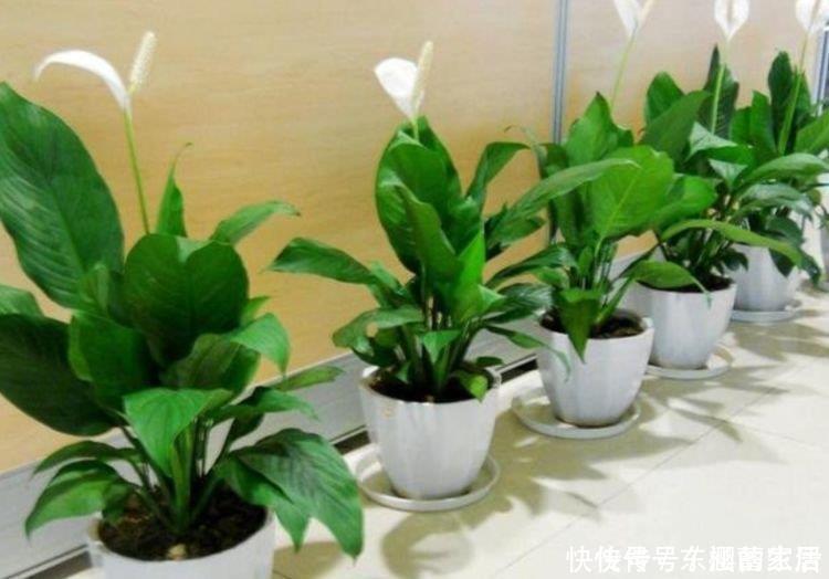 手掌型|5种花高贵优雅,看了就让人沉醉,比牡丹美,比绿萝好养