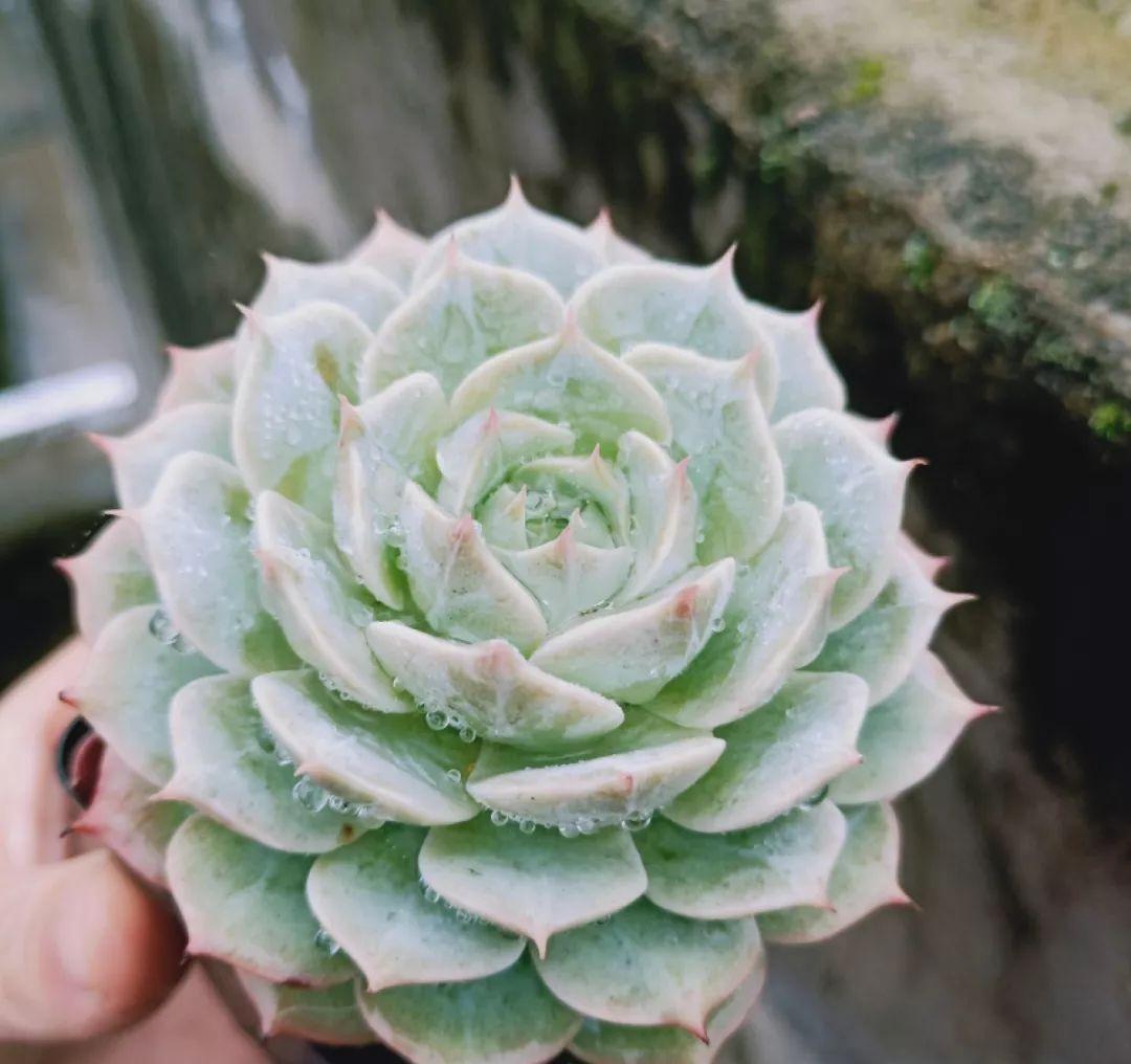 他家养的多肉盆栽，一棵能冒8个头，半年疯长100盆绿植