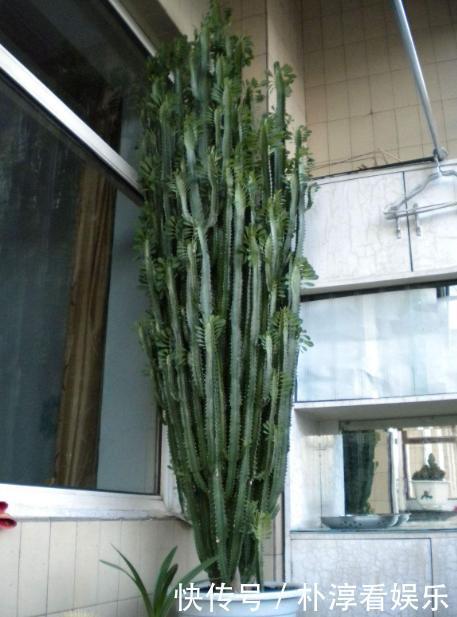 健康|“青龙骨”养得像假花做好3个要点,就能生长健康,快速爆盆