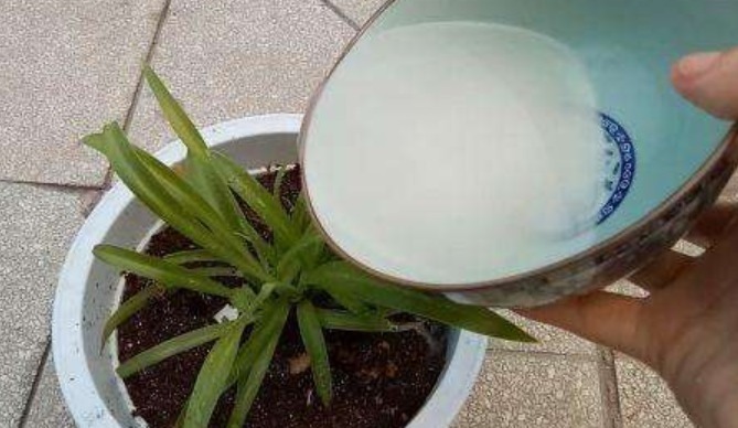 鸡蛋壳养花能促花,淘米水浇花长得旺,但是大部分人都做错了