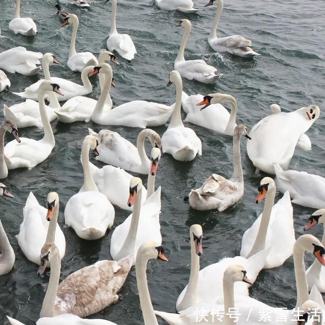 花式秀!儿子画成什么样,爸爸就能P成什么样子,花式秀父爱坐拥百万粉丝