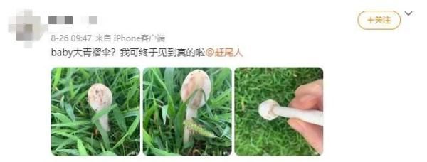 抢救|重庆夫妇吃了小贩卖的菌子后，被送进抢救室！这种菌，云南也有…