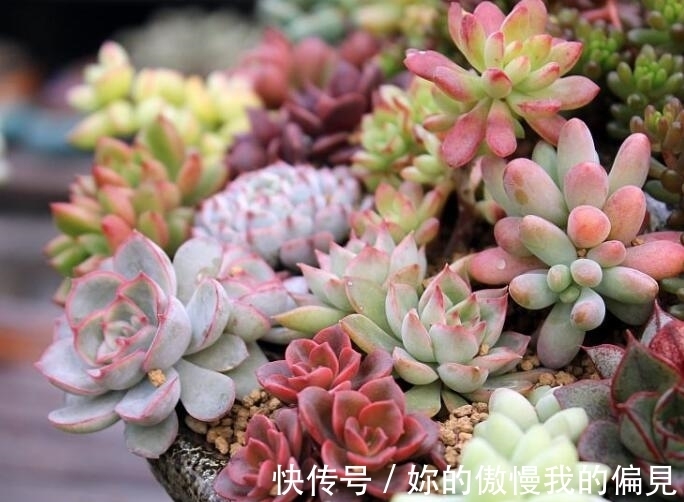 多肉|9月养多肉不服盆?上盆时谨记3点,浇水是关键,多肉叶片翠绿饱满