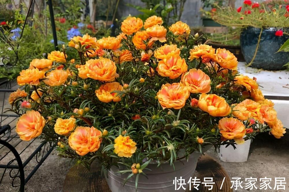 太阳花|5种漂亮花，一年能开200天，越热开的越猛，花朵蕾蕾满阳台