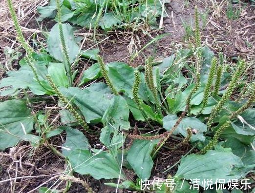 老农们|农村生长在墙角边的野草,老农们用它泡水喝,“止咳”效果好
