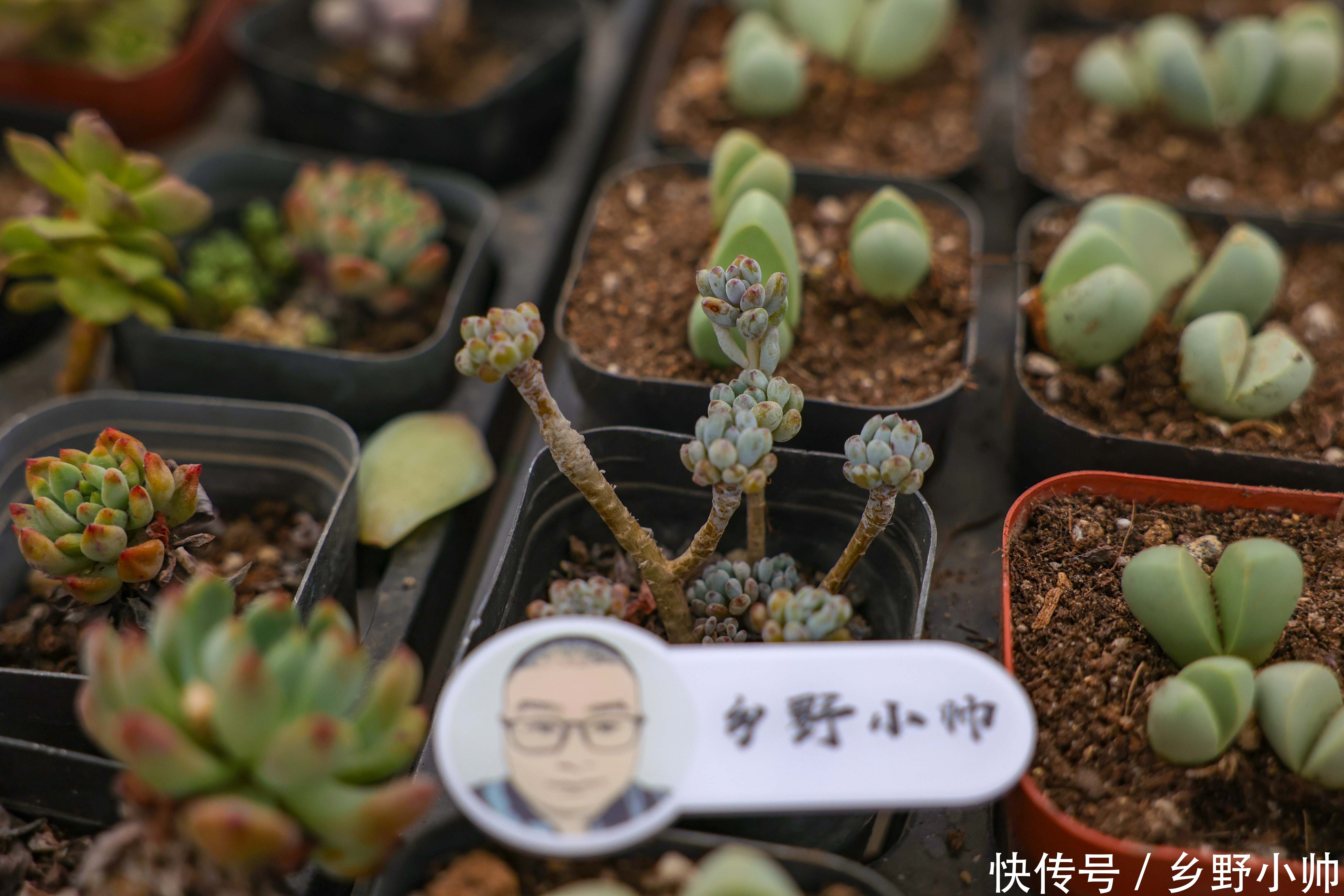 多肉植物|下边几种多肉，叶片很小，状态却美翻了