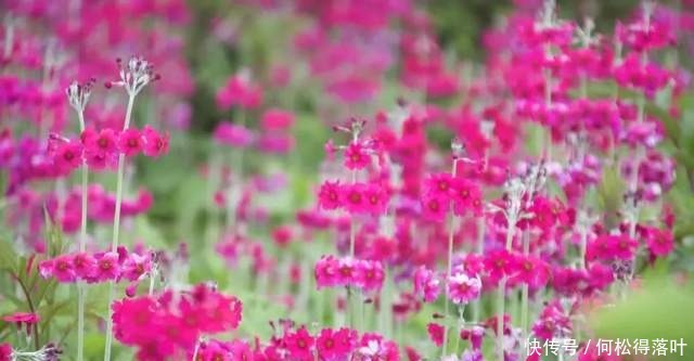 汉源|「桌子山」花开成海 美若仙境！