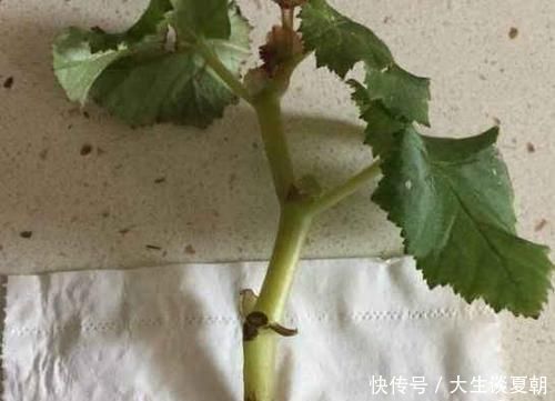 养花|家里常用的卫生纸,拿来养花原来有这奇效,大白根窜的止不住