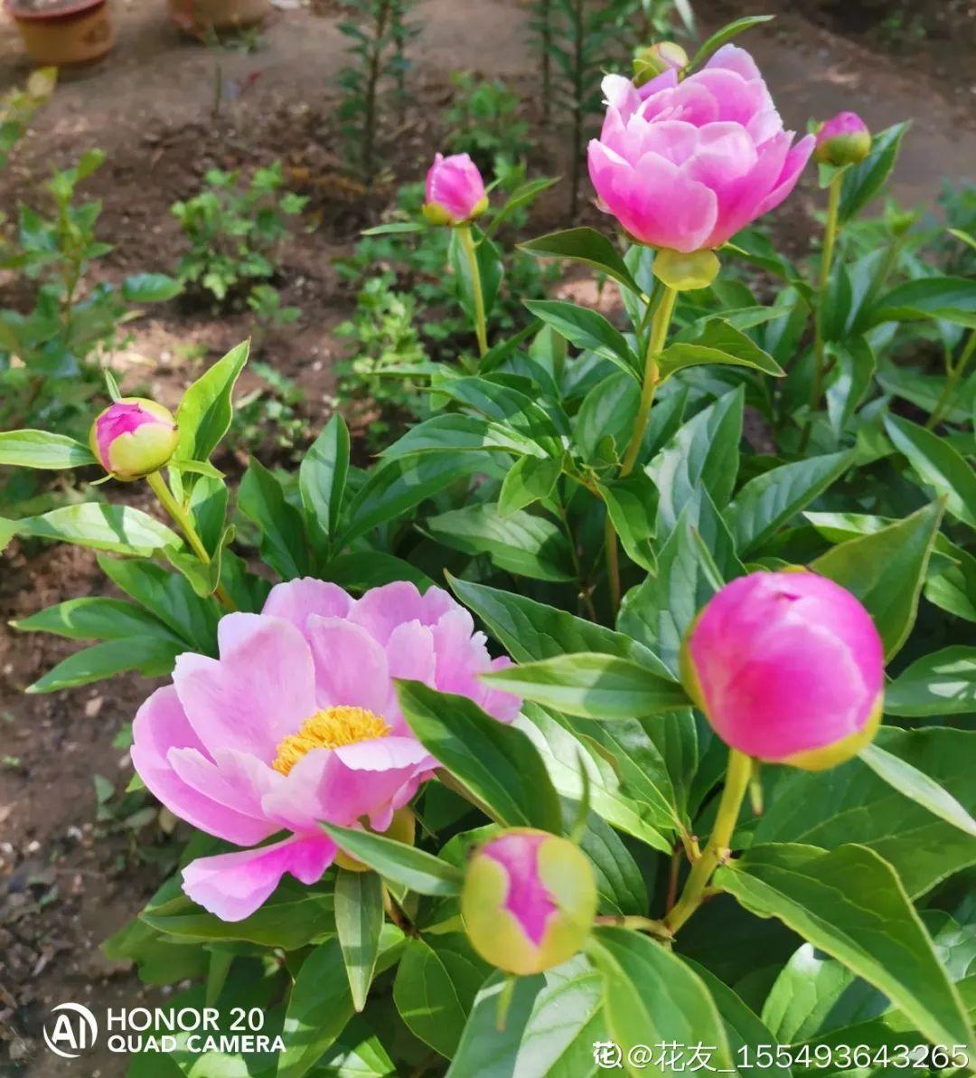 营养液|马上进入花期的花，10天一次肥，下个月就开花