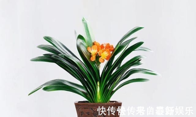 植料|不管养兰花还是君子兰，只要弄明白这一点，咋养也长得好