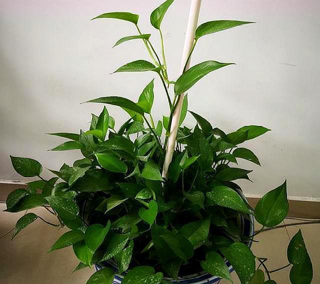 室内养绿萝,做好“3点”,叶片大又绿,直接长爆盆,挡都挡不住