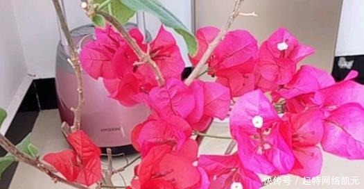 婆婆只养“2种”花,窗台变成“花海”,冬天“开花”上百朵!