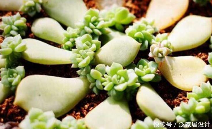 冬天养多肉,温度合适别闲着,叶插发芽欢乐多,长成仔仔多快乐!