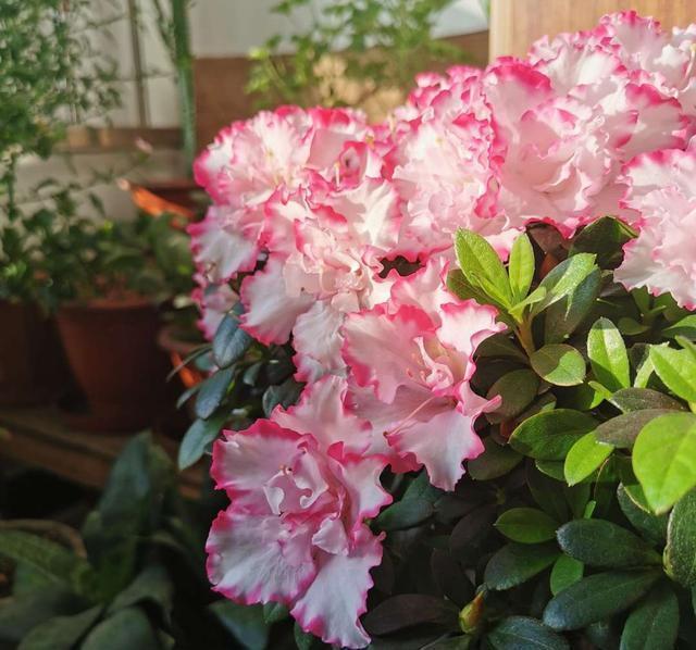 杜鹃花这么养,造型美,开花多,长势旺!