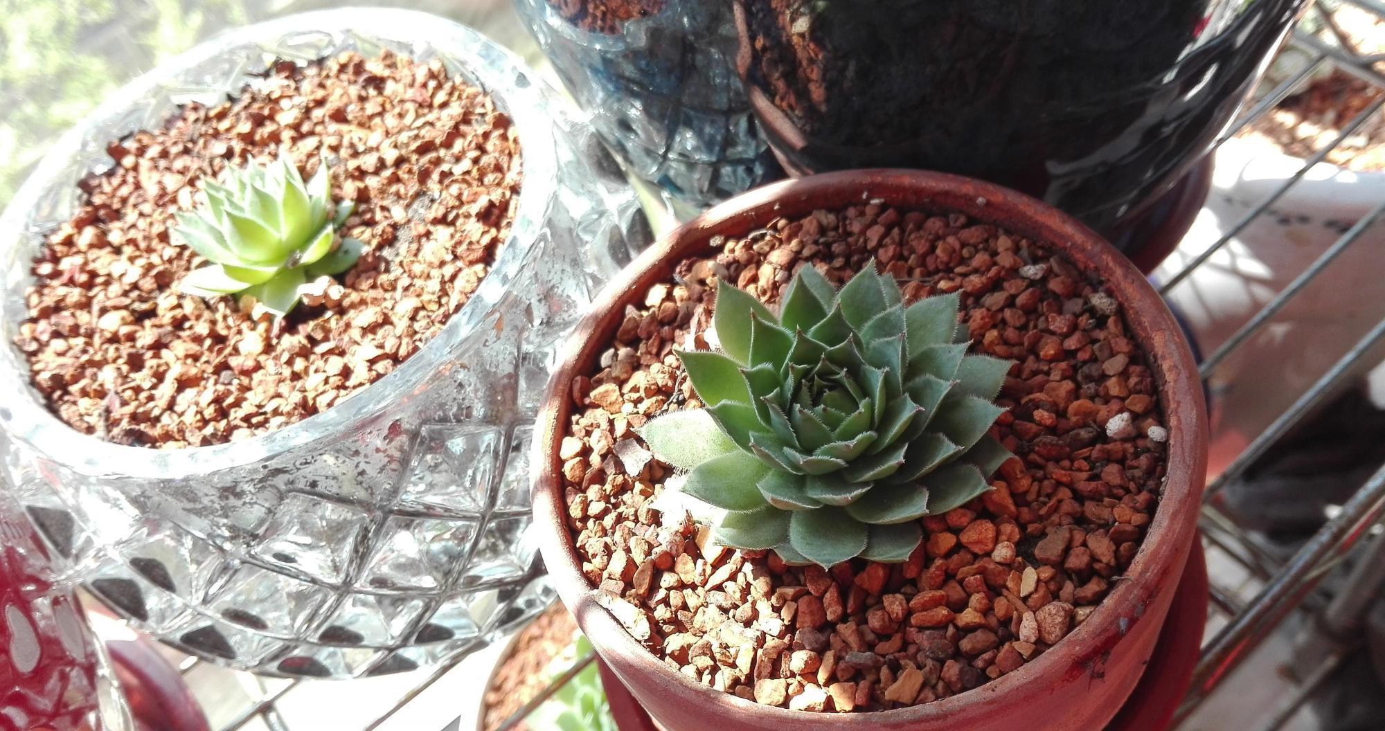 这3种情况,花不适合换盆,不服盆换完就再见