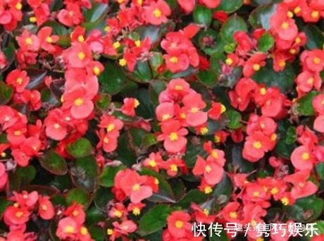 这三种花最喜欢夏天,越热越容易轻松爆满盆,好看又好养