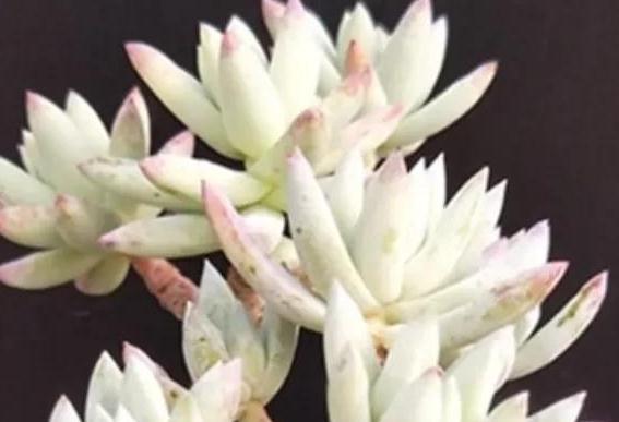 不养一盆树冰你就不知道多肉有多美,掌握4个方法,天冷就变美